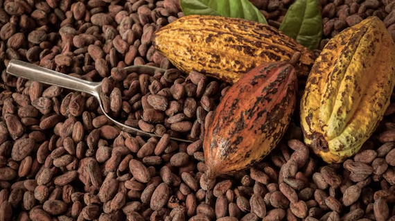 Exportaciones de cacao peruano se dispararon en España