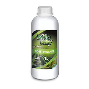 KELP WAY AMINO